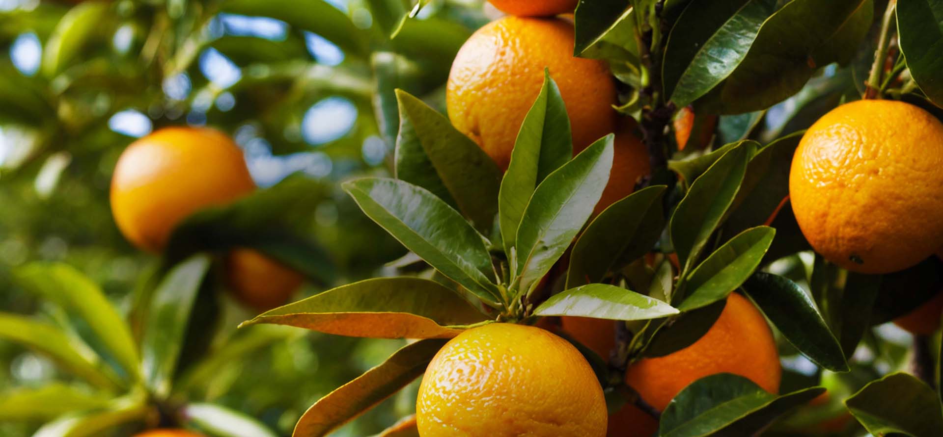 ripe orange fruit tree on the tree