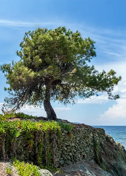 olive tree on hill